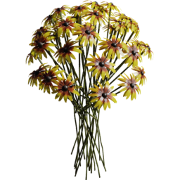 Rudbeckia hirta F spring summer autumn