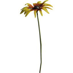 Rudbeckia hirta G spring summer autumn