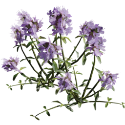 Thymus serpyllum A summer