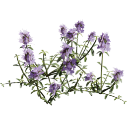 Thymus serpyllum B summer