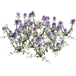 Thymus serpyllum C summer