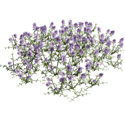 Thymus serpyllum D summer