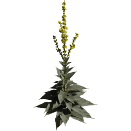 Verbascum densiflorum A spring summer autumn