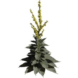 Verbascum densiflorum B spring summer autumn