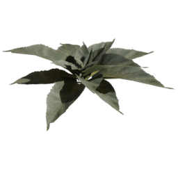 Verbascum densiflorum C spring summer autumn