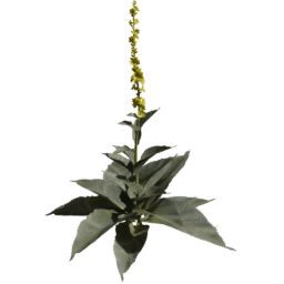 Verbascum densiflorum E spring summer autumn
