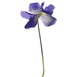 Viola reichenbachiana B spring summer