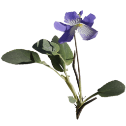 Viola reichenbachiana C spring summer