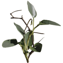 Viola reichenbachiana E spring summer