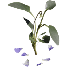 Viola reichenbachiana F spring summer