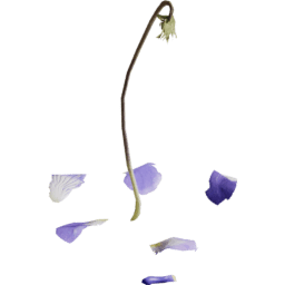 Viola reichenbachiana H spring summer