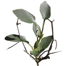 Viola reichenbachiana I spring summer