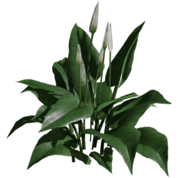 Zantedeschia aethiopica B spring summer autumn