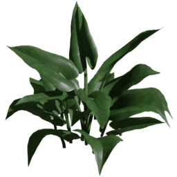 Zantedeschia aethiopica C spring summer autumn