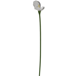 Zantedeschia aethiopica E spring summer autumn