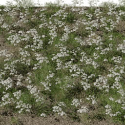 Flower Achillea field A spring summer
