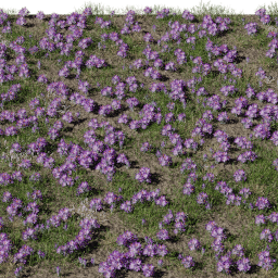 Flower Crocus field B spring summer