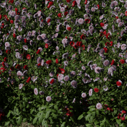 Flower Dahlia bed A summer autumn