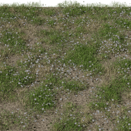 Flower Daisy field A spring summer