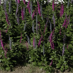 Flower Digitalis field B spring summer autumn