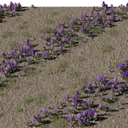 Flower Hyacinthus field B spring summer