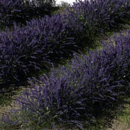 Flower Lavender field B spring summer