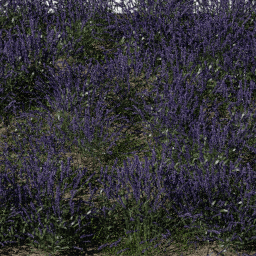 Flower Lavender field C spring summer