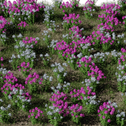 Flower Phlox bed A spring summer autumn