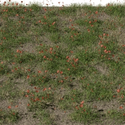 Flower Poppy field A summer