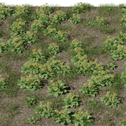 Flower Primula field A spring summer