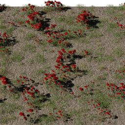 Flower Rose bed B summer