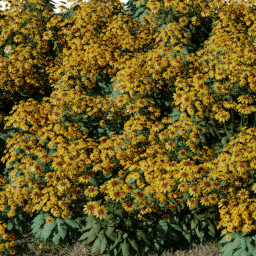 Flower Rudbeckia bed A spring summer autumn