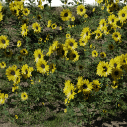 Flower Sunflower field A spring summer