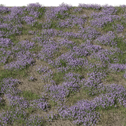 Flower Thymus field B summer