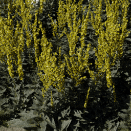 Flower Verbascum field B spring summer autumn