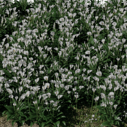 Flower Zantedeschia bed B spring summer autumn