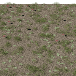 Forest Amanita A spring summer autumn winter