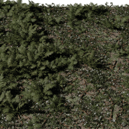 Forest Ferns C spring summer autumn