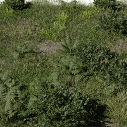 Forest Ferns grass B spring summer autumn