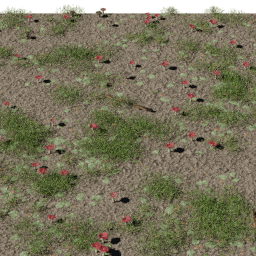 Forest Mushrooms A spring summer autumn