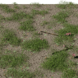 Forest Mushrooms B spring summer autumn