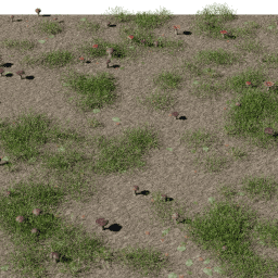 Forest Mushrooms C spring summer autumn