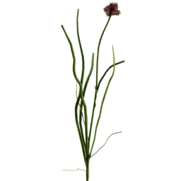 Allium vineale A spring summer autumn