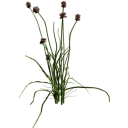 Allium vineale B spring summer autumn