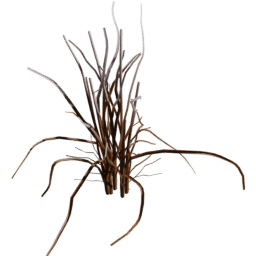 Allium vineale B winter