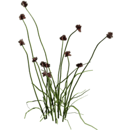 Allium vineale C spring summer autumn