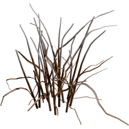 Allium vineale C winter