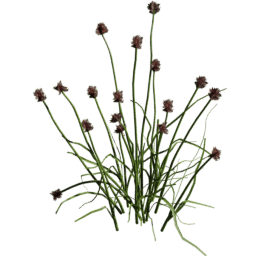 Allium vineale D spring summer autumn