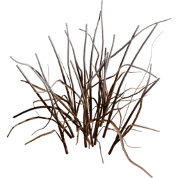 Allium vineale D winter