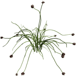 Allium vineale E spring summer autumn